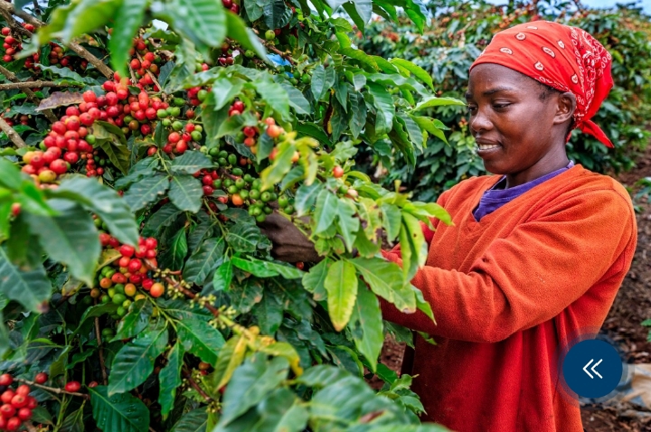 Kenyan coffee farmers earn Sh41.6 billion
